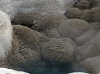 Yellowstone Old faithfull et ses environs (68).JPG